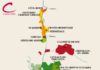 Food infographic – Vale do Rhône: Parte VII