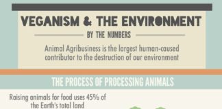 Food infographic – Veganism & the Environment