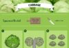 Food infographic – You’re doing it wrong! The BEST way to cut vegetables revealed