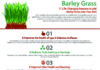 Health infographic : 11 Life-Changing Reasons to Add Barley Grass into Your Diet