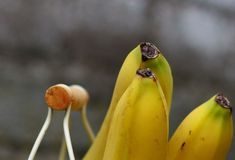 Health infographic : 13 Problems That Bananas Solve Better Than Pills