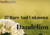 Health infographic : 27 rare and unknown dandelion benefits you didn’t know of
