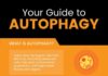 Health infographic : Benefits of Autophagy, Plus How to Induce It