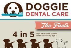 Health infographic : Cleaning Dog Teeth in Three Easy Steps