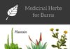 Health infographic : Herbs to Treat and Relief Burns – Benefits and Uses