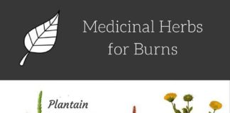 Health infographic : Herbs to Treat and Relief Burns – Benefits and Uses