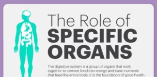 Health infographic : How Your Digestive System Works