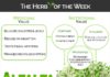 Health infographic : Infographic: Alfalfa