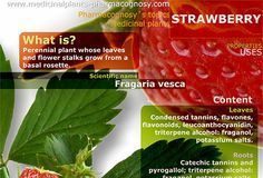 Health infographic : Rainbow Ocean Nectar Marine Phytoplankton energy focus superfood