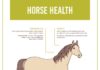 Health infographic : Read about 6 common equine ailments that could cause you and your horse a great …