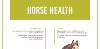 Health infographic : Read about 6 common equine ailments that could cause you and your horse a great …