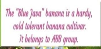 Healthcare infographic : Blue Java Banana: The Banana That Tastes ‘Just Like Vanilla Ice Cream’ – S…