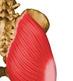 Healthcare infographic : Cadera. Musculo Gluteo Mayor