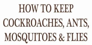 Healthcare infographic : Keep Your House Flies, Mosquitoes, Ants And Cockroaches Free With These Natural …