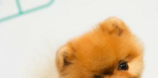 Marketing strategies : Top 10 Instagram Famous Pets