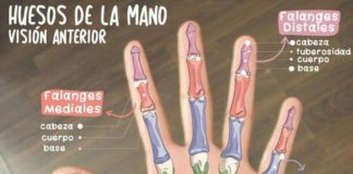 Medical infographic : Huesos de la mano