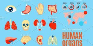 Medical infographic : Human Organs Flat Set. Medical Infographic