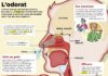 Medical infographic : L'odorat.