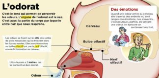 Medical infographic : L'odorat.