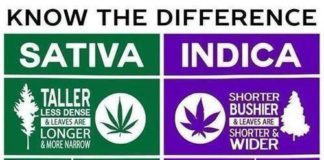 Medical infographic : Medical infographic : Afficher l’image d’origine