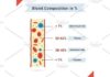 Medical infographic : Medical infographic : Composition of whole blood. Medical Infographic