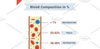 Medical infographic : Medical infographic : Composition of whole blood. Medical Infographic