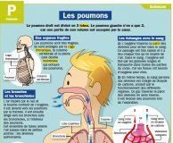 Medical infographic : Medical infographic : Fiche exposés : Les poumons
