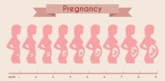 Medical infographic : Medical infographic : Growth of human fetus. Medical Infographic. $5.00