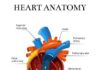 Medical infographic : Medical infographic : Heart sectional anatomy illustration. Medical Infographic