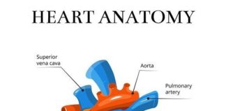 Medical infographic : Medical infographic : Heart sectional anatomy illustration. Medical Infographic