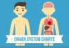 Medical infographic : Medical infographic : Human anatomy charts. Medical Infographic. $4.00