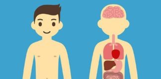 Medical infographic : Medical infographic : Human anatomy charts. Medical Infographic. $4.00