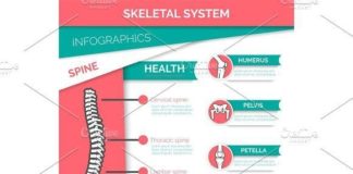 Medical infographic : Medical infographic : Human skeletal system infographics design. Medical Infographic