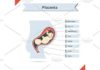 Medical infographic : Medical infographic : Infographic with fetus of womb. Medical Infographic