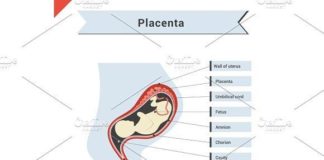 Medical infographic : Medical infographic : Infographic with fetus of womb. Medical Infographic