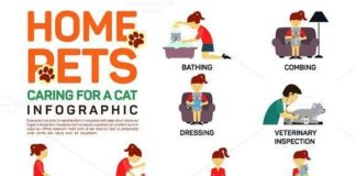 Medical infographic : Medical infographic : Medical infographic : Infographic of caring about pets cat. Medical Infographic….