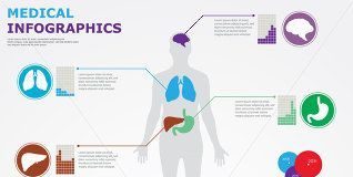 Medical infographic : Medical infographic : stock vector : Medical infographics. Human body with internal organs with detail…