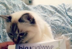 Medical infographic : Mon secret contre les cernes et les poches sous les yeux. | Tite-Asuka