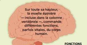 Medical infographic : Retrouver la marche est essentiel pour les personnes paralysées. Mais pas seule…