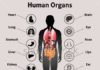 Medical infographic : Stock Vector: Human organs collection with explanations. Medical infographics wi…