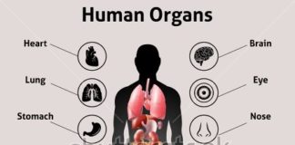 Medical infographic : Stock Vector: Human organs collection with explanations. Medical infographics wi…