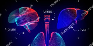 Medical infographic : Vector set of different human inner organs contour or wireframe for medical info…