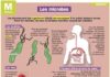 Medical infographic : les microbes