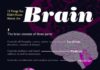 Psychology : 15 facts about the brain