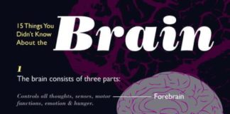Psychology : 15 facts about the brain