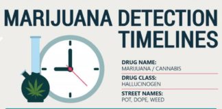 Psychology : Marijuana Detection Timelines (INFOGRAPHIC)
