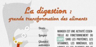 Science infographic – 10 aliments excellents pour la digestion