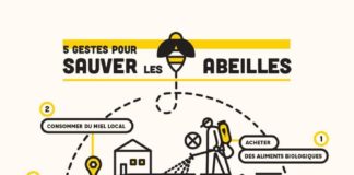 Science infographic – 5 gestes qu’on peut poser pour sauver les abeilles
