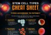 Science infographic – A Helpful Guide to the Different Types of Stem Cells