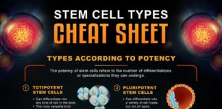 Science infographic – A Helpful Guide to the Different Types of Stem Cells